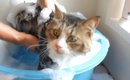 『シャンプー上級者の元野良猫』→お風呂に入れると…目を疑う光景が283…