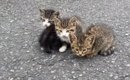 『道の真ん中で身を寄せ合っていた子猫たち』を保護したら…涙あふれる…