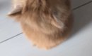 『子猫がしがみついてきた』と思ったら…とんでもなく尊い『まさかの展…