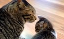 鉄工所で保護された赤ちゃん猫→先住猫が可愛がってくれて…宝物のよう…