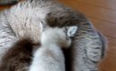 『授乳しているママ猫』と思いきや……『まさかの状況』に胸が熱くなる…