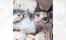 『瞳がきゅるきゅるの三毛子猫』が15年後……完全に別の猫みたいな"…
