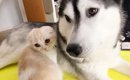 散歩に行こうと思ったら…ハスキー犬のそばから『全然離れない子猫』が…