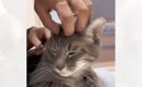 なでる手が『ママ』から『パパ』に入れ替わったら、猫は…まさかの反応…