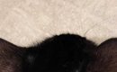 愛猫の頭に『ハゲ』を発見→病院に行った結果…獣医から告げられた『驚…