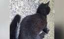 『道端で倒れていた黒猫』を保護→思うように動けない状態から…大きく…