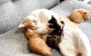先住猫と一緒に寝ていた保護子猫たち→1匹が『しっぽ』のほうへ移動す…