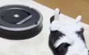 へそ天でくつろぐ猫→『ロボット掃除機』が突撃してきた結果…まさかの…