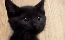 小さくて可愛らしかった『きゅるんとした瞳の子猫』が、現在…驚きの『…