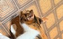 三毛猫の肩のあたりをよーく見たら…「声出たｗｗ」まさかの光景に「す…