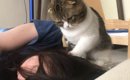 朝ごはんが食べたい猫→眠っている飼い主のもとにやってくると…『尊す…
