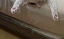 『絶対わざとだと思う』→ベッドの上を見ると、ネコが…笑ってしまう瞬…