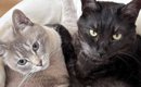 里親から送られてきた『猫の様子』を見たら、『２匹のしっぽ』が……『…