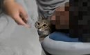 『自分のこと妻だと思ってる？』→パパのことが大好きすぎる猫…『想像…