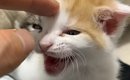 帰りが遅くなった飼い主に……家で待っていた子猫が見せた『可愛すぎる…