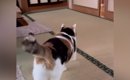 母が帰ってきたことに気づいた三毛猫…あまりにも尊い『熱烈なお出迎え…