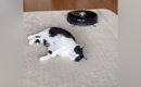 お昼寝中の猫→『ロボット掃除機』が近づいてくると…まさかの光景が250…