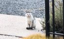 外で頑張り続けた『傷だらけのボス猫』が保護されて…涙あふれる『物語…