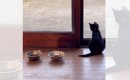 山奥で独りだったオヤジが子猫を救った結果…『心を思い出させてくれた…