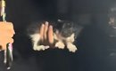 土砂降りの日に『今夜だけ』とひとりぼっちの子猫を連れて帰ったら…「…