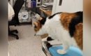 病院が嫌いな猫→『診察が終わった』次の瞬間……思わず笑う『まさかの光…