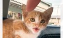 真夏の日、漁港にひとりぼっちでいた『可愛すぎる子猫』を保護して２…