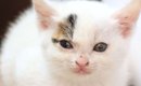 近所の菜園でピョコピョコしていた子猫を保護→7年後の姿が…『劇的ビフ…