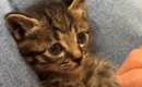 足の上でくつろぐ子猫→『手をパー』にして見せると…尊い光景が1287万…