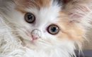 猫の『鼻にできたカピカピ』を病院で取ってもらった結果…印象が全然違…
