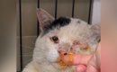 目の痛みに耐えながら『必死に家族を守っていた野良猫』→保護された現…