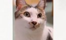 猫に『大好きだよ』と伝えた結果…涙が出るほど愛おしい『リアクション…