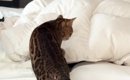 優しくパパを起こす猫→二度寝されそうになった結果…『爆笑の展開』が5…