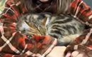腕に包まれるようにして眠っていた子猫→飼い主がそっと『腕を離してみ…