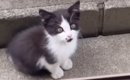家の中を覗き込む『ひとりぼっちの痩せた子猫』…涙あふれる『２年後の…