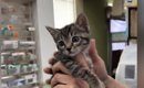 保護した子猫を『動物病院』に連れていった結果…素敵すぎる『先生のリ…