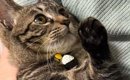 １歳の猫、パパが抱っこすると『小さく見える』のに…ママが抱っこする…