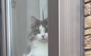 窓辺で自宅警備をしていた猫→帰ってきた飼い主を見た瞬間…『予想外の…