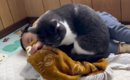 赤ちゃんの隣で一緒に寝たい猫→そっと近づいていき…尊さあふれる『添…