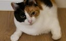 深夜、ベッドにいるはずの猫がいなくて探していたら…電気をつけた瞬間…