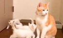 ５匹の保護子猫と初対面した先住猫→まわりを囲まれてしまい…予想外な…