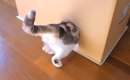 寒がりな愛猫のために『こたつハウス』をDIYした結果…「人間用にも欲…
