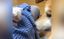 『捨てられていた赤ちゃん猫』を連れて帰った結果…家にいた柴犬が見せ…
