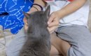 娘のことが大好きな猫→娘が部屋から出ていくと…『分かりやすすぎる反…
