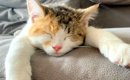 前足を伸ばして眠る生後４ヶ月のネコ→６歳になった結果…悶絶級の『愛…