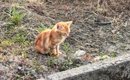 生きるために虫を捕まえていた『ガリガリの子猫』→保護され、『優しい…