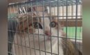 毎日庭にやってくる野良猫を保護→1匹の先住猫を好きになって…心温まる…