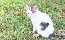 公園にいた目が塞がっている『ボロボロの子猫』を保護→９ヶ月後……&quo…