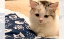 赤ちゃん猫に『猫用ふとん』をプレゼントした結果…予想外の『可愛すぎ…