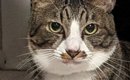 キリっとした表情でカメラを見つめる猫→『後ろ』をよく見たら…まさか…