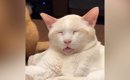 とっても幸せそうな表情で眠っていた猫→背後を見ると、同居猫が…笑っ…